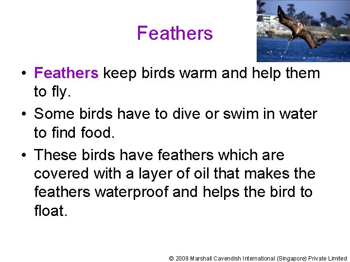 Feathers • Feathers keep birds warm and help them to fly. • Some birds