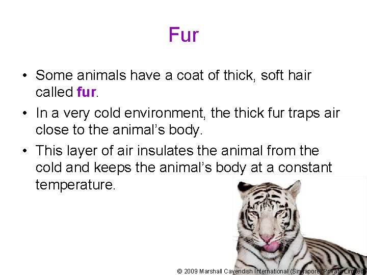 Fur • Some animals have a coat of thick, soft hair called fur. •