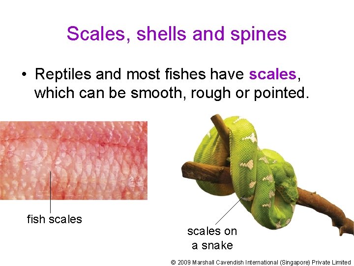 Scales, shells and spines • Reptiles and most fishes have scales, which can be