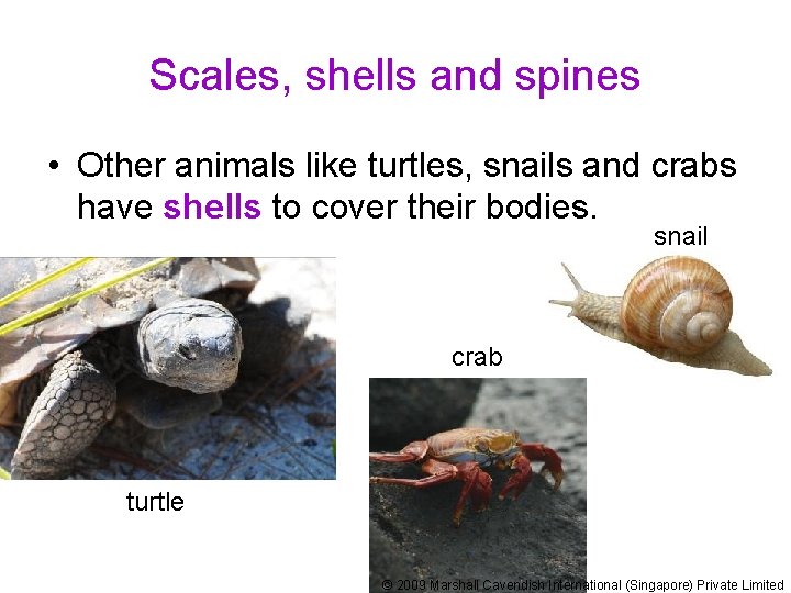 Scales, shells and spines • Other animals like turtles, snails and crabs have shells