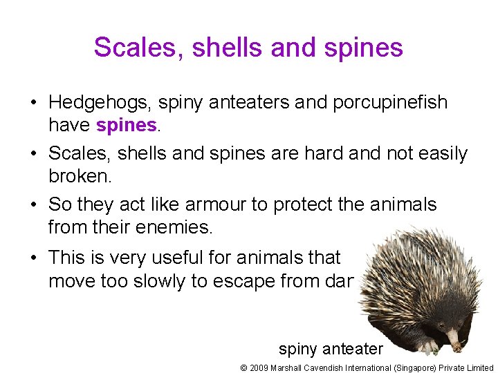 Scales, shells and spines • Hedgehogs, spiny anteaters and porcupinefish have spines. • Scales,