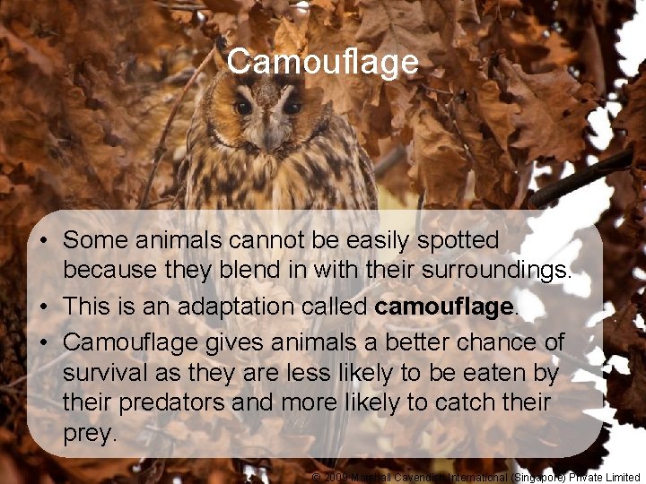 Camouflage • Some animals cannot be easily spotted because they blend in with their