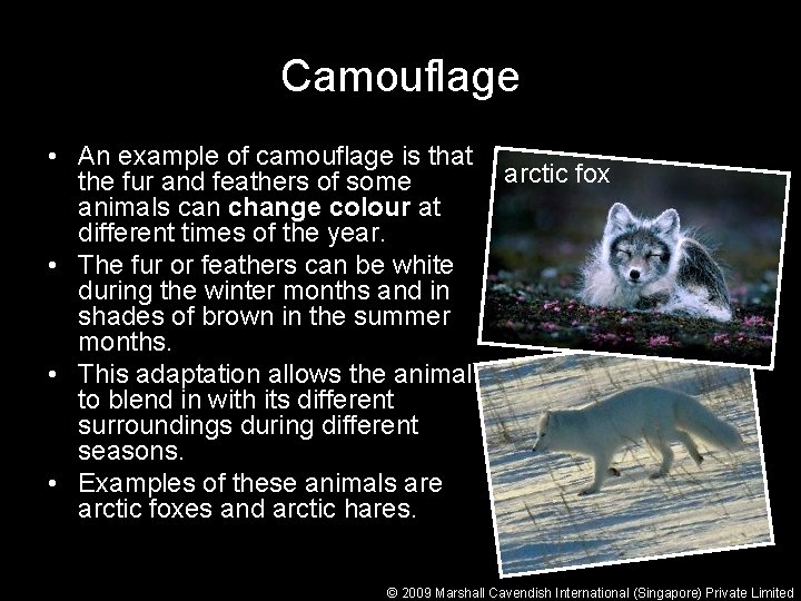 Camouflage • An example of camouflage is that the fur and feathers of some