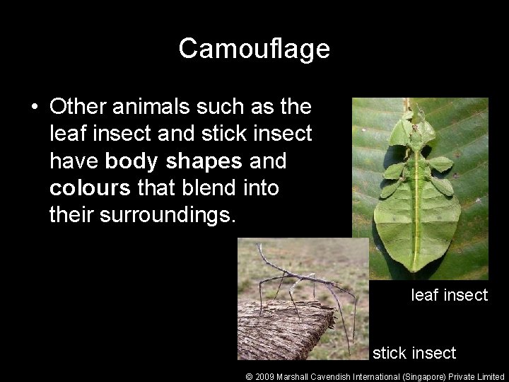 Camouflage • Other animals such as the leaf insect and stick insect have body