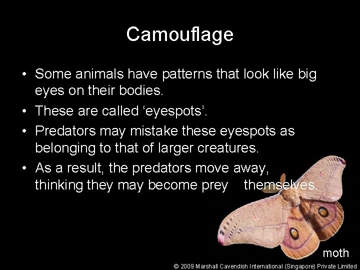 Camouflage • Some animals have patterns that look like big eyes on their bodies.