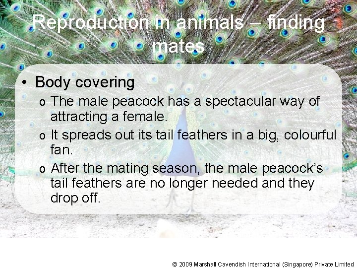 Reproduction in animals – finding mates • Body covering The male peacock has a