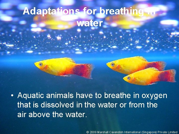 Adaptations for breathing in water • Aquatic animals have to breathe in oxygen that