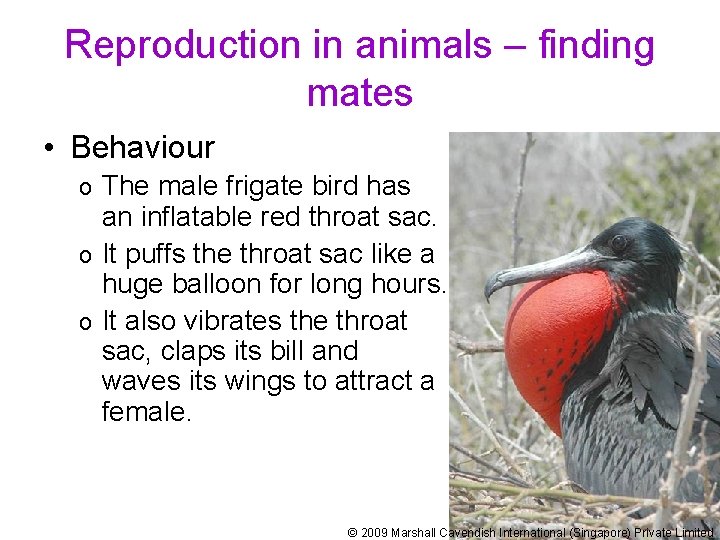 Reproduction in animals – finding mates • Behaviour The male frigate bird has an