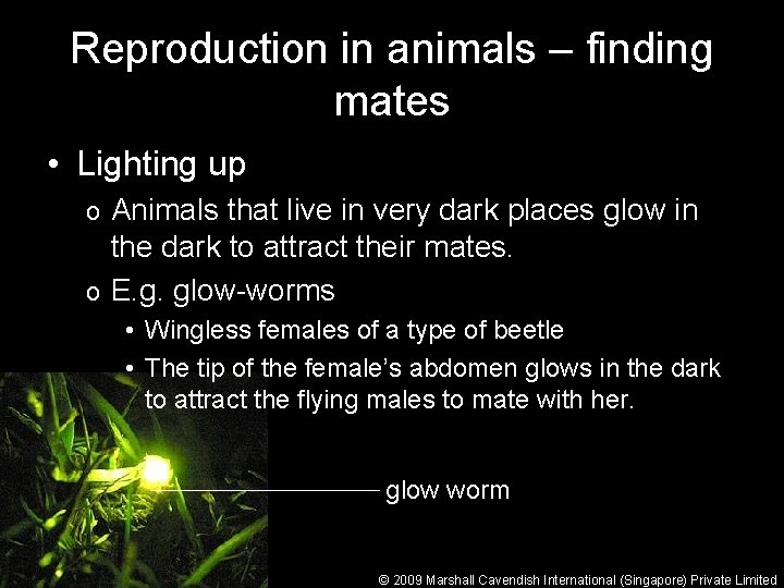 Reproduction in animals – finding mates • Lighting up Animals that live in very