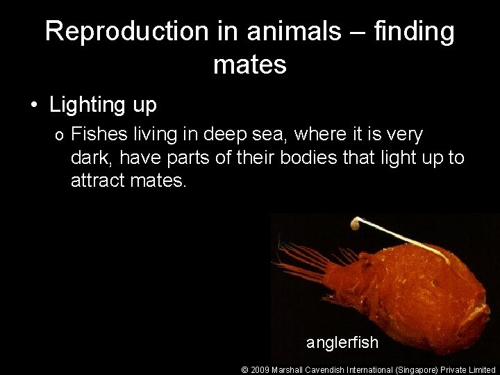 Reproduction in animals – finding mates • Lighting up o Fishes living in deep