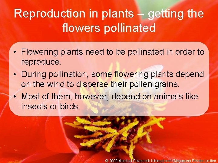 Reproduction in plants – getting the flowers pollinated • Flowering plants need to be