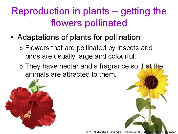 Reproduction in plants – getting the flowers pollinated • Adaptations of plants for pollination