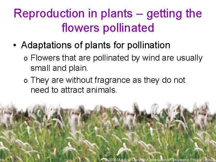 Reproduction in plants – getting the flowers pollinated • Adaptations of plants for pollination