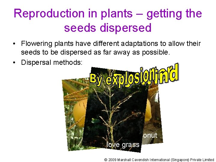 Reproduction in plants – getting the seeds dispersed • Flowering plants have different adaptations