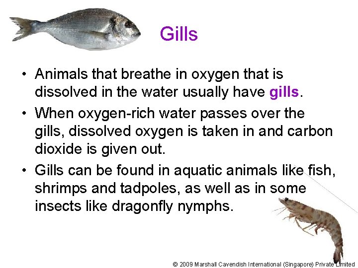 Gills • Animals that breathe in oxygen that is dissolved in the water usually