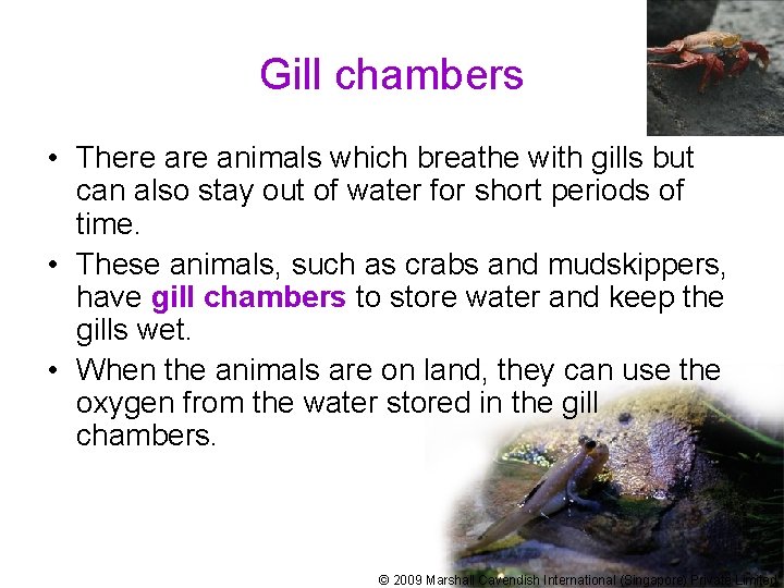 Gill chambers • There animals which breathe with gills but can also stay out