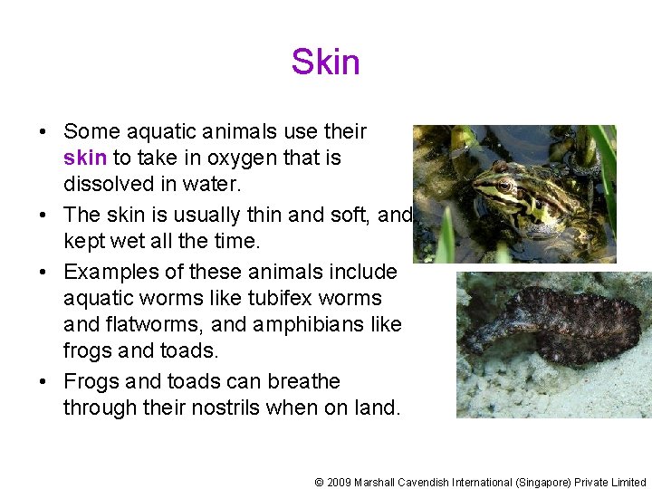 Skin • Some aquatic animals use their skin to take in oxygen that is