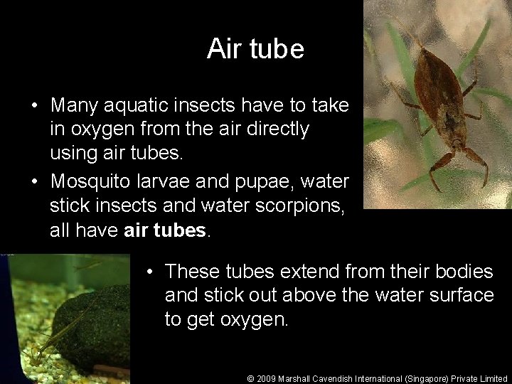Air tube • Many aquatic insects have to take in oxygen from the air
