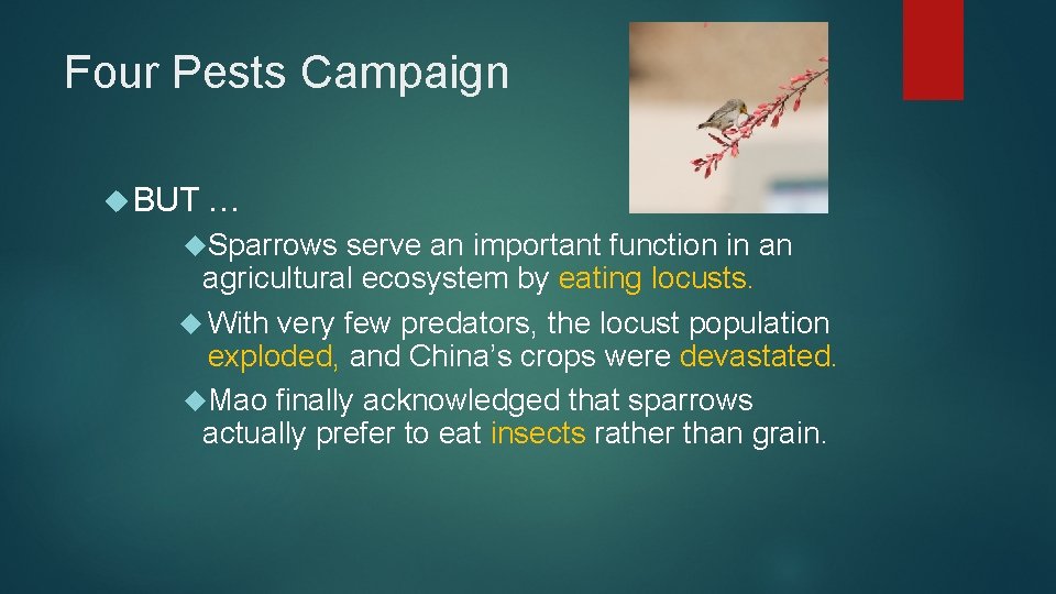 Four Pests Campaign BUT … Sparrows serve an important function in an agricultural ecosystem