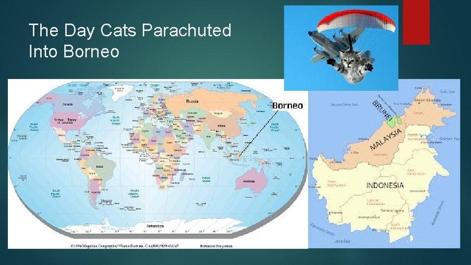 The Day Cats Parachuted Into Borneo 