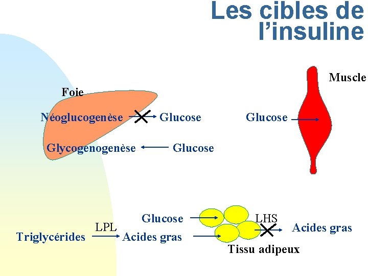 Les cibles de l’insuline Muscle Foie Néoglucogenèse Glycogenèse Glucose LPL Triglycérides Acides gras LHS