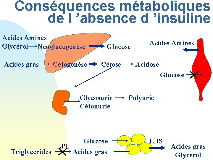 Conséquences métaboliques de l ’absence d ’insuline Acides Aminés Glycérol Néoglucogenèse Acides gras Cétogenèse