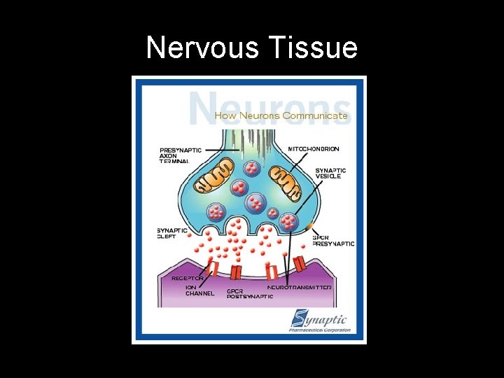 Nervous Tissue Nervous Tissue