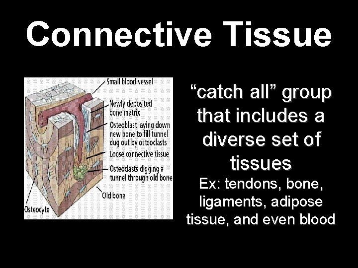 Connective Tissue “catch all” group that includes a diverse set of tissues Ex: tendons, Connective Tissue “catch all” group that includes a diverse set of tissues Ex: tendons,