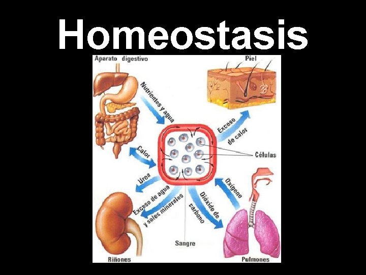 Homeostasis Homeostasis