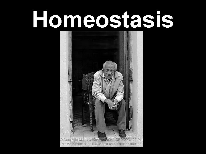 Homeostasis Homeostasis