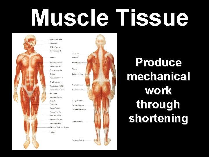Muscle Tissue Produce mechanical work through shortening Muscle Tissue Produce mechanical work through shortening