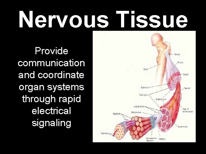 Nervous Tissue Provide communication and coordinate organ systems through rapid electrical signaling Nervous Tissue Provide communication and coordinate organ systems through rapid electrical signaling