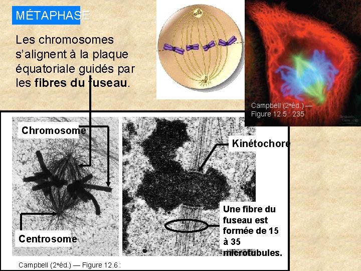 MÉTAPHASE Les chromosomes s’alignent à la plaque équatoriale guidés par les fibres du fuseau.