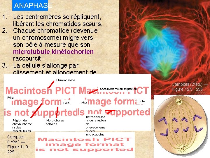 ANAPHASE 1. Les centromères se répliquent, libérant les chromatides sœurs. 2. Chaque chromatide (devenue