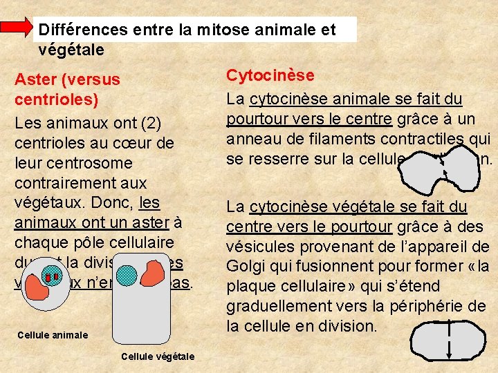 Différences entre la mitose animale et végétale Aster (versus centrioles) Les animaux ont (2)