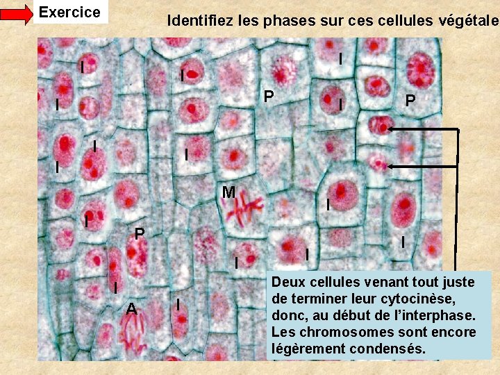 Exercice Identifiez les phases sur ces cellules végétales I I I P I I