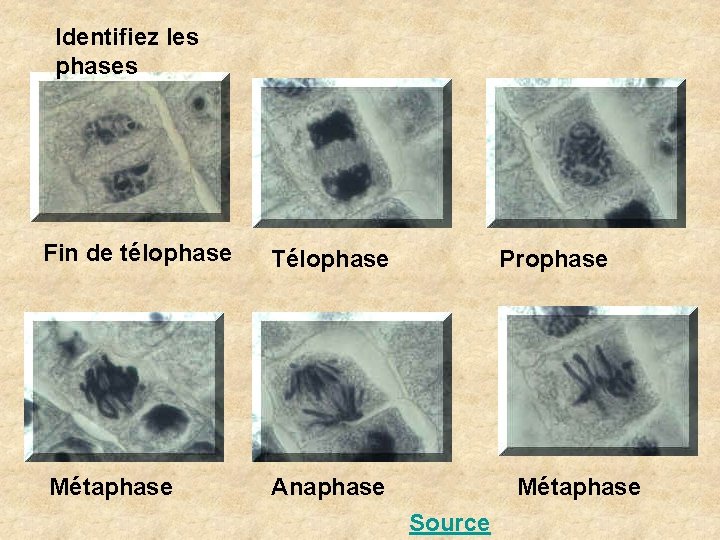 Identifiez les phases Fin de télophase Télophase Métaphase Anaphase Prophase Métaphase Source 