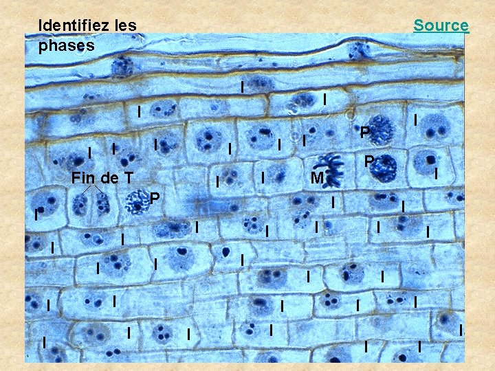 Identifiez les phases Source I I I Fin de T I I I I