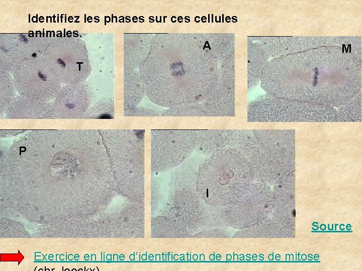 Identifiez les phases sur ces cellules animales. A M T P I Source Exercice