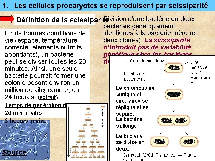 1. Les cellules procaryotes se reproduisent par scissiparité Division d’une bactérie en deux Définition