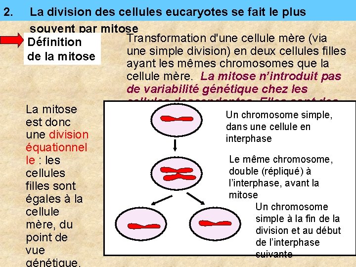 2. La division des cellules eucaryotes se fait le plus souvent par mitose Transformation