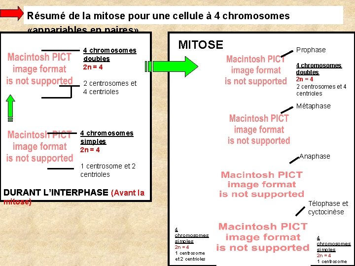 Résumé de la mitose pour une cellule à 4 chromosomes «appariables en paires» 4