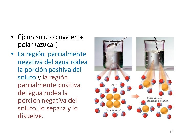  • Ej: un soluto covalente polar (azucar) • La región parcialmente negativa del