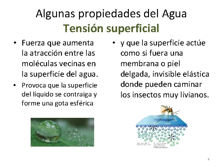Algunas propiedades del Agua Tensión superficial • Fuerza que aumenta la atracción entre las