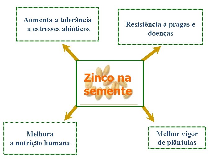 Aumenta a tolerância a estresses abióticos Resistência à pragas e doenças Zinco na semente