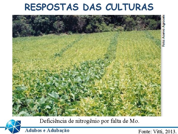 RESPOSTAS DAS CULTURAS Deficiência de nitrogênio por falta de Mo. Adubos e Adubação Fonte: