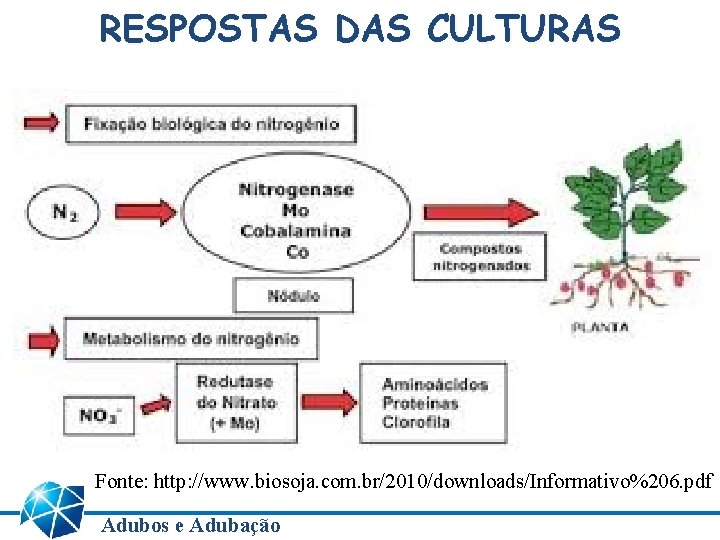 RESPOSTAS DAS CULTURAS Fonte: http: //www. biosoja. com. br/2010/downloads/Informativo%206. pdf Adubos e Adubação 