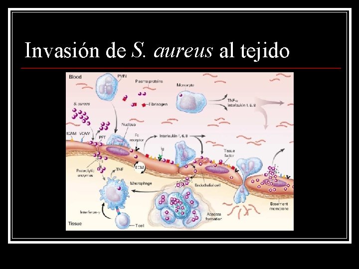 Invasión de S. aureus al tejido 