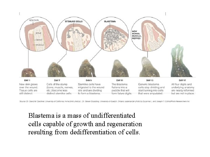 Blastema is a mass of undifferentiated cells capable of growth and regeneration resulting from