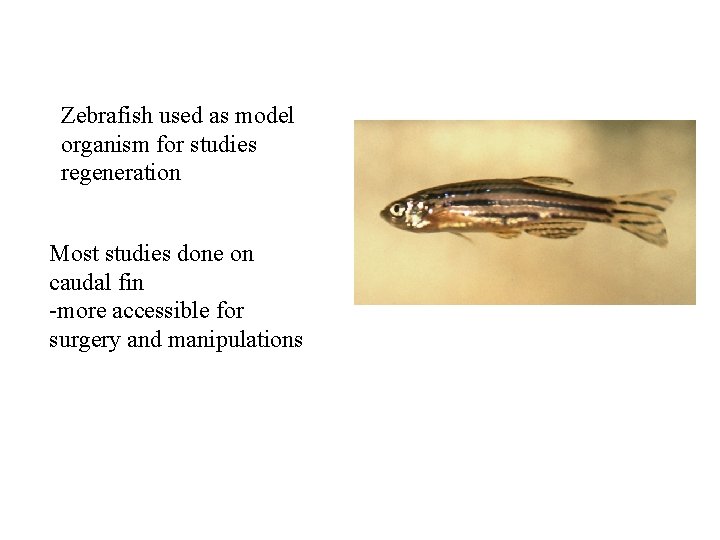 Zebrafish used as model organism for studies regeneration Most studies done on caudal fin